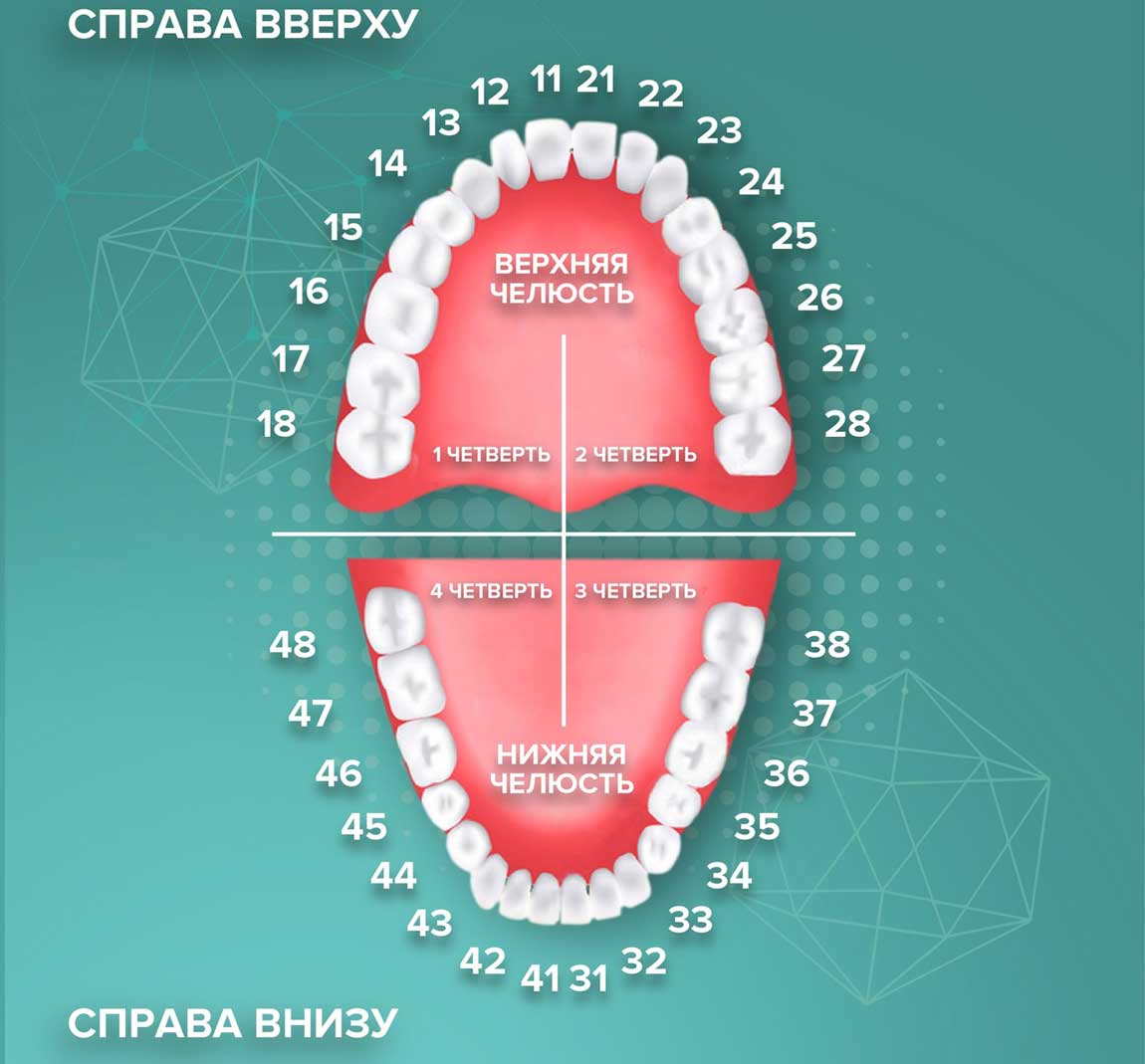 Нумерация зубов верхней челюсти человека